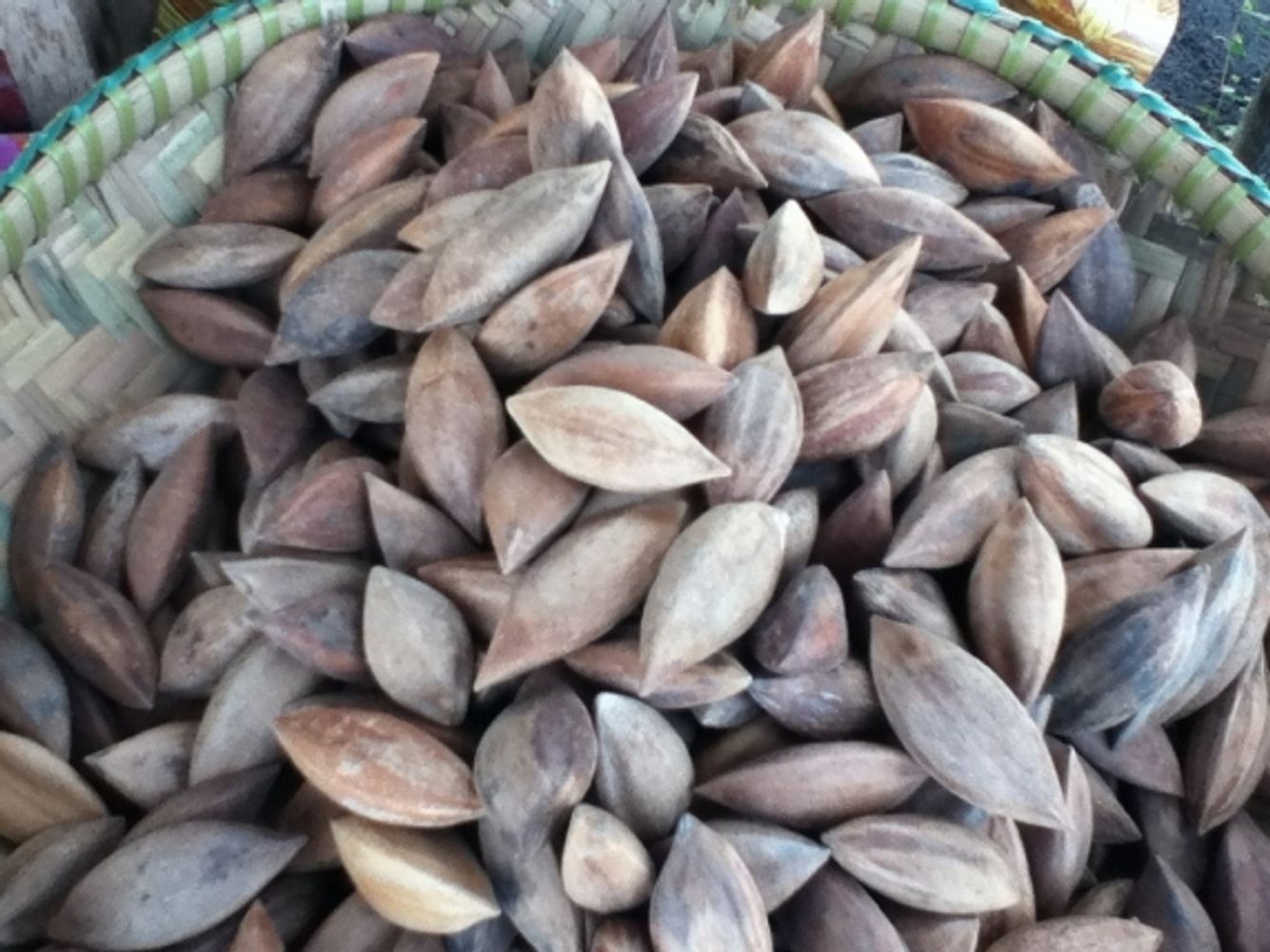Seeds image, , , , 2017-02-26, Canarium ovatum - Pili nut tree