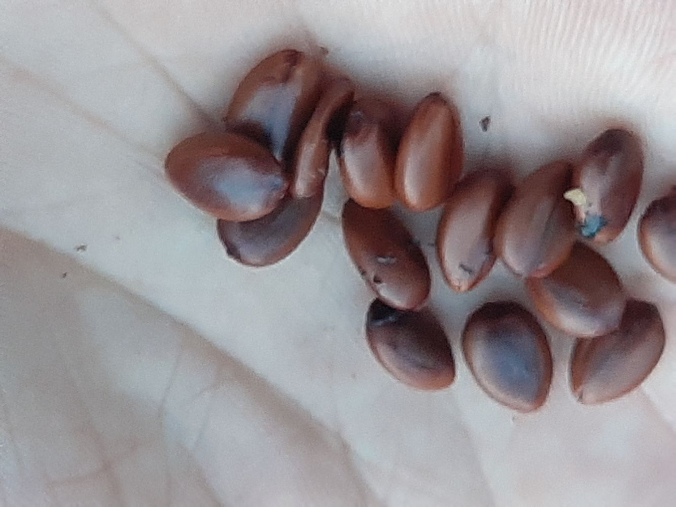 Seeds image, Maarten Rozendale, Saigon, Vietnam, 2020-04-17, Cassia fistula - Indian laburnum