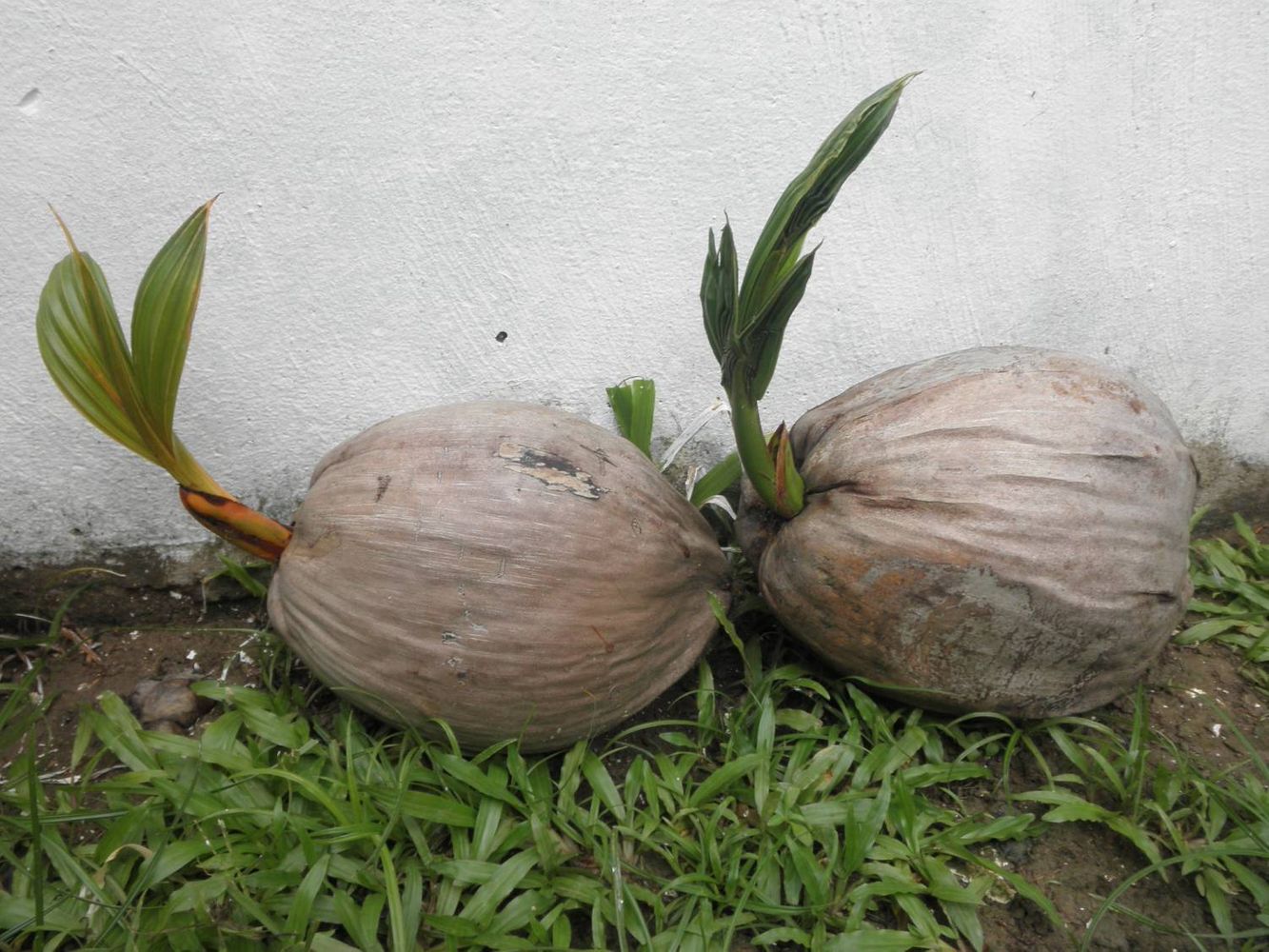 Seeds image, Test Name, Kota Kinabalu, Malaysia, 2011-04-20, Cocos nucifera - Coconut tree