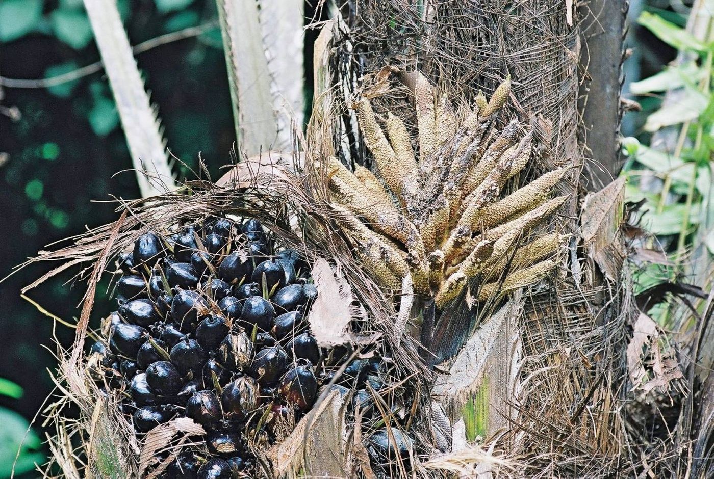 Seeds image, Maarten Rozendale, Kinshasa, Democratic Republic of the Congo, 2005-03-20, Elaeis guineensis - Oil Palm
