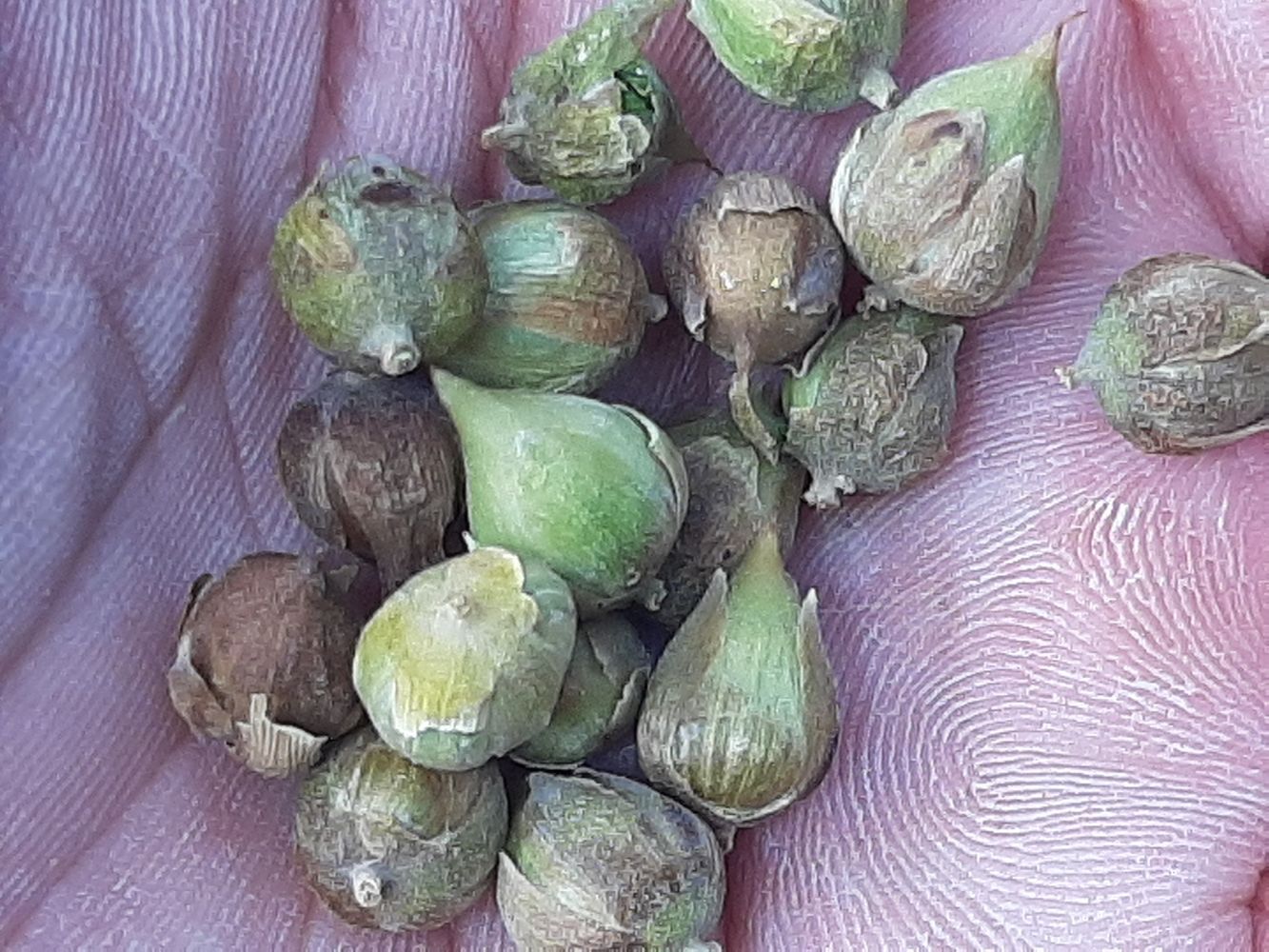 Seeds image, Maarten Rozendale, Ba Ria, Vietnam, 2020-04-15, Hopea odorata - White thingan