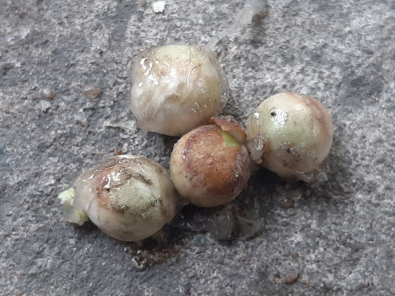 Seeds image, Maarten Rozendale, Saigon, Vietnam, 2020-04-17, Hydnocarpus anthelminticus - Lo Noi