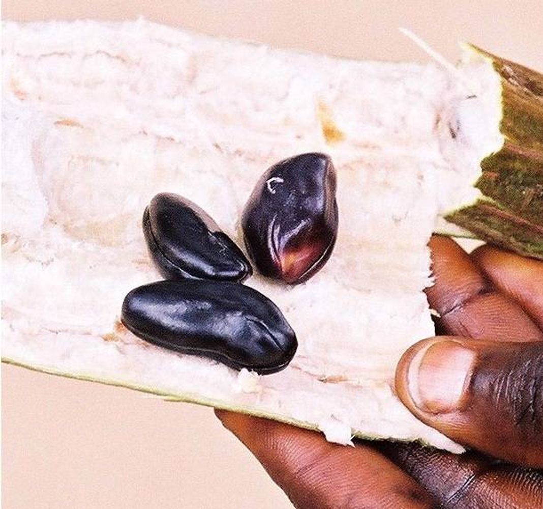 Seeds image, Maarten Rozendale, Kinshasa, Democratic Republic of the Congo, 2009-07-06, Inga edulis - Ice-cream bean tree