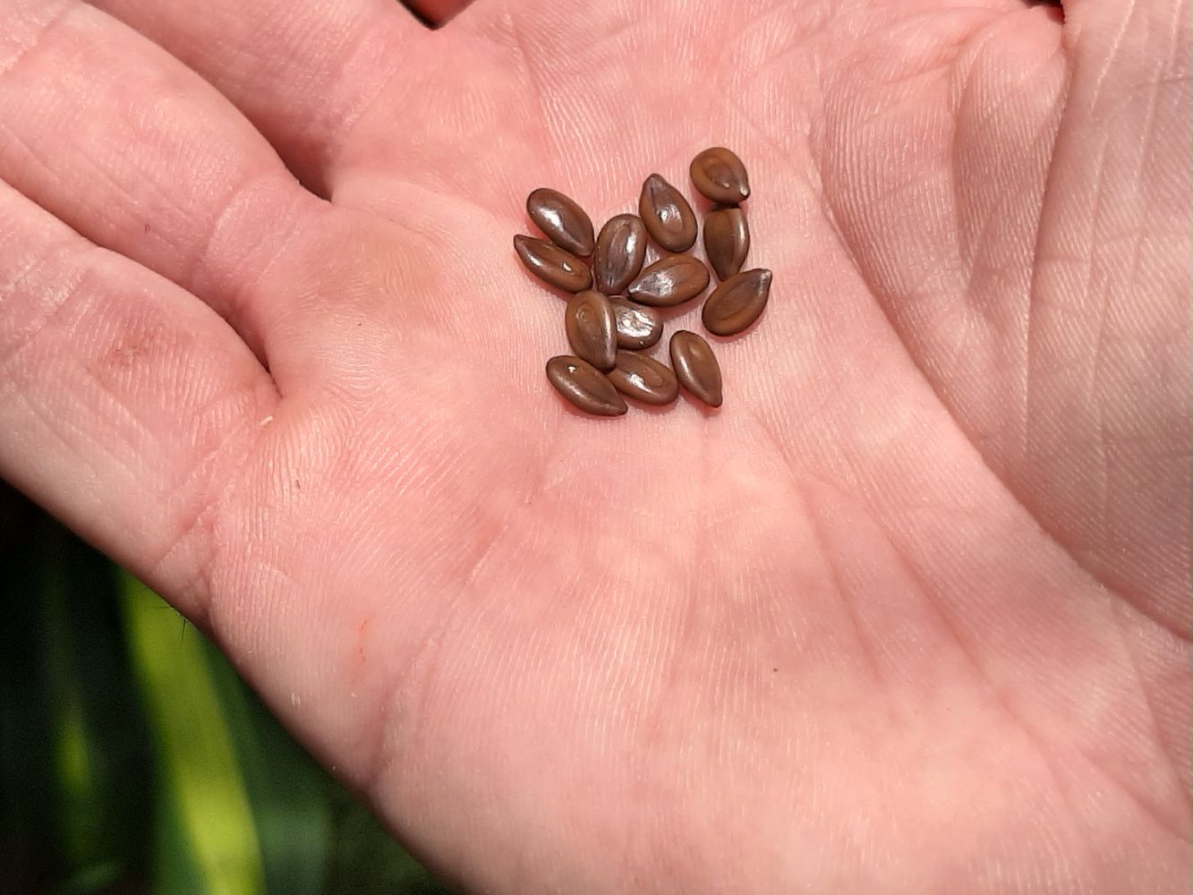 Seeds image, Maarten Rozendale, Saigon, Vietnam, 2020-04-17, Leucaena leucocephala - Leucaena