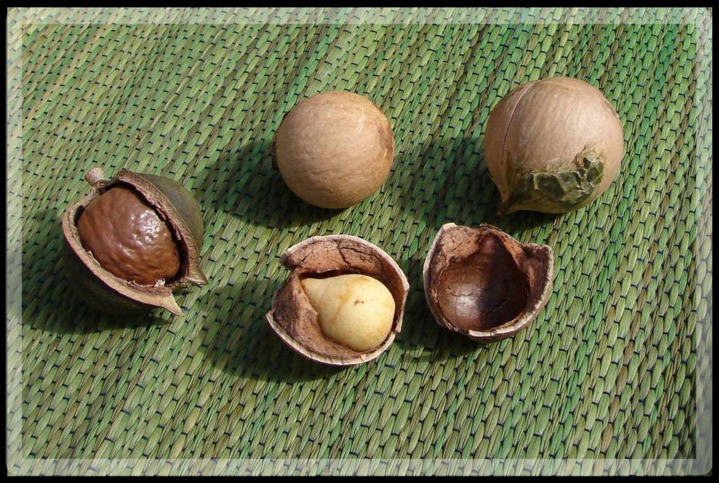 Seeds image, , unknown, Australia, 2009-06-26, Calophyllum inophyllum - Poon