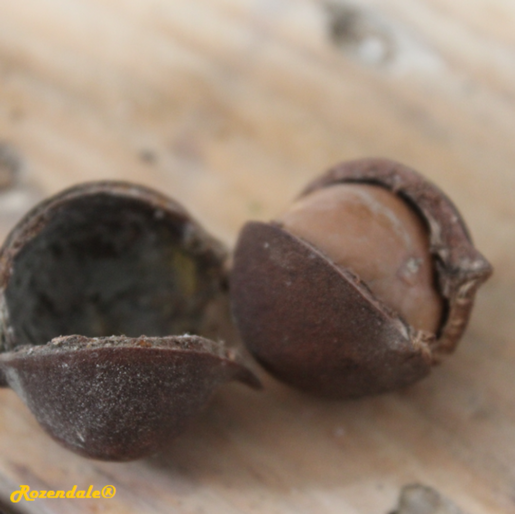 Seeds image, , , , 2017-10-24, Macadamia tetraphylla - Rough macadamia