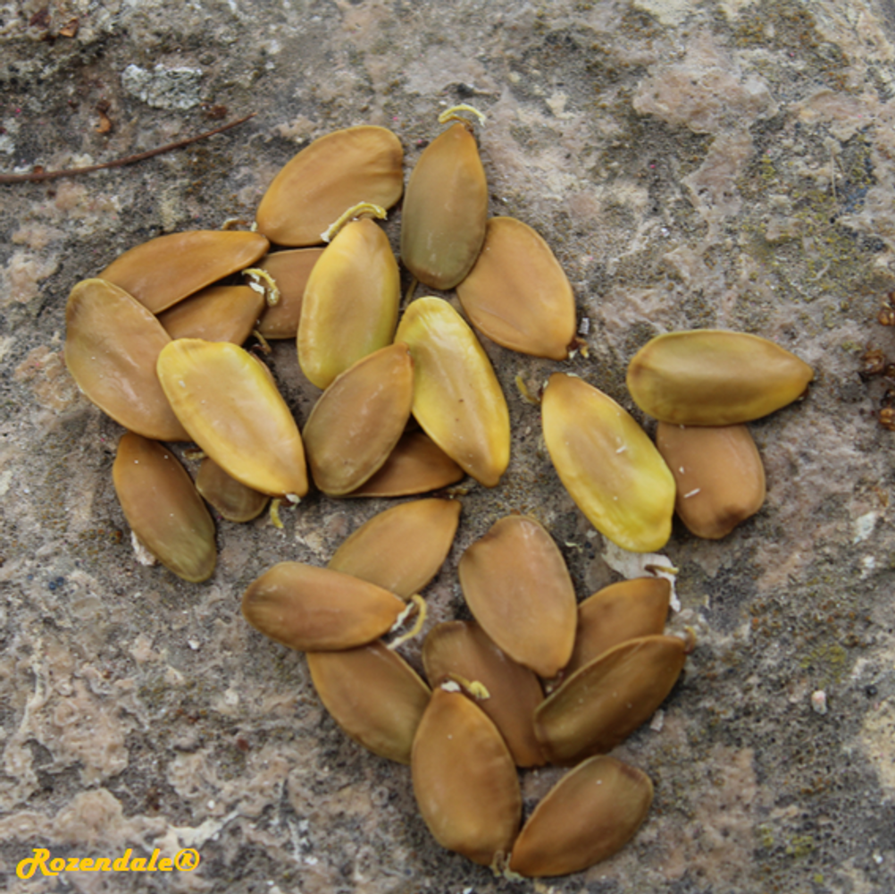 Seeds image, , , , 2017-11-05, Peltophorum africanum - Rhodesian black wattle