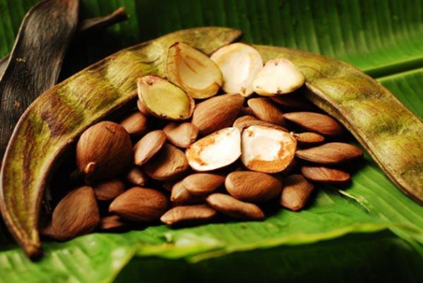 Seeds image, , , , 2017-04-16, Pentaclethra macroloba - Fine leaf tree