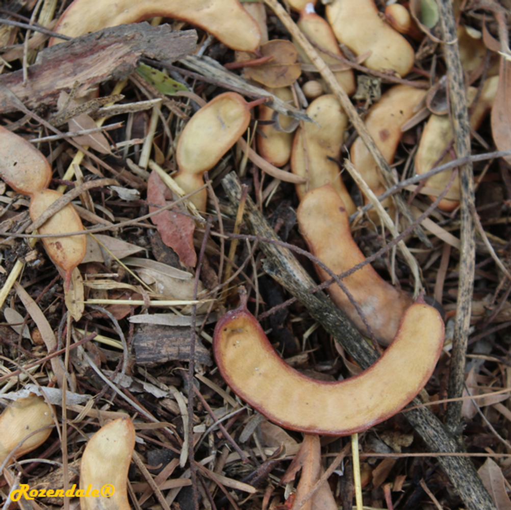 Seeds image, , , , 2017-11-05, Prosopis chilensis - Chilean mesquite