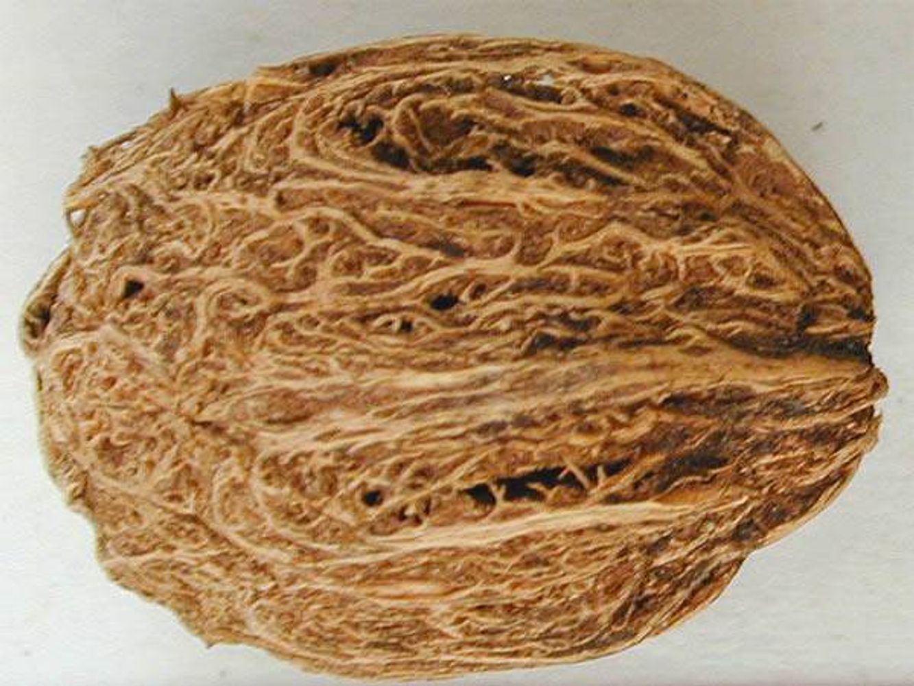 Seeds image, Maarten Rozendale, Manu, Peru, Peru, 2019-11-14, Spondias mombin - Yellow mombin plum