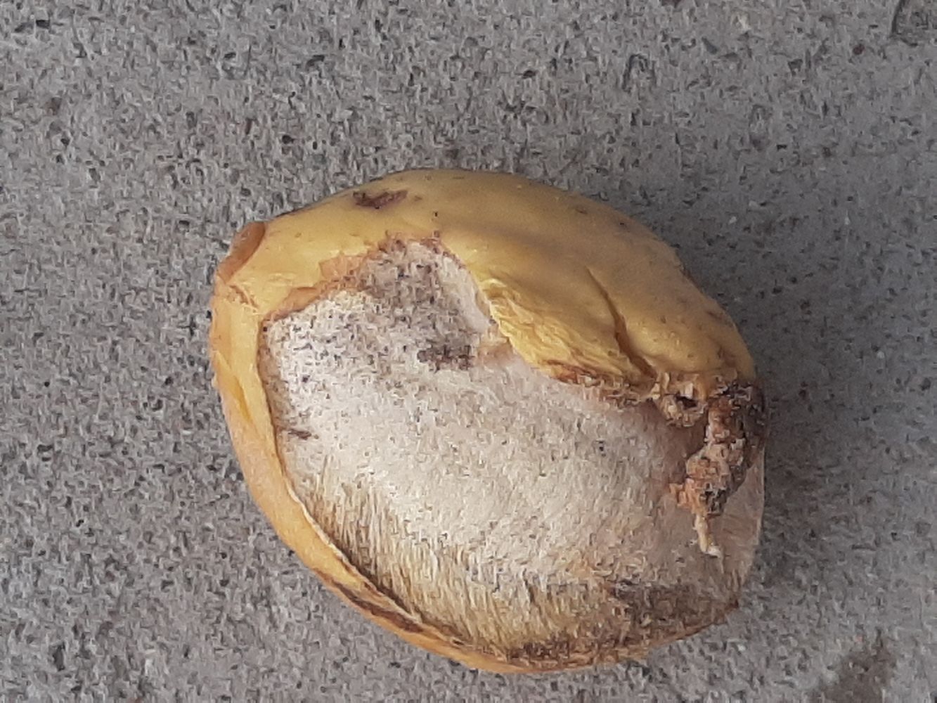 Seeds image, Maarten Rozendale, Long Hai, Vietnam, 2020-02-18, Terminalia catappa - Malabar-almond