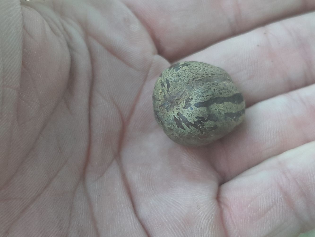 Seeds image, Maarten Rozendale, Xuen Moc, Vietnam, 2020-03-11, - Unknown species- - - Unknown -