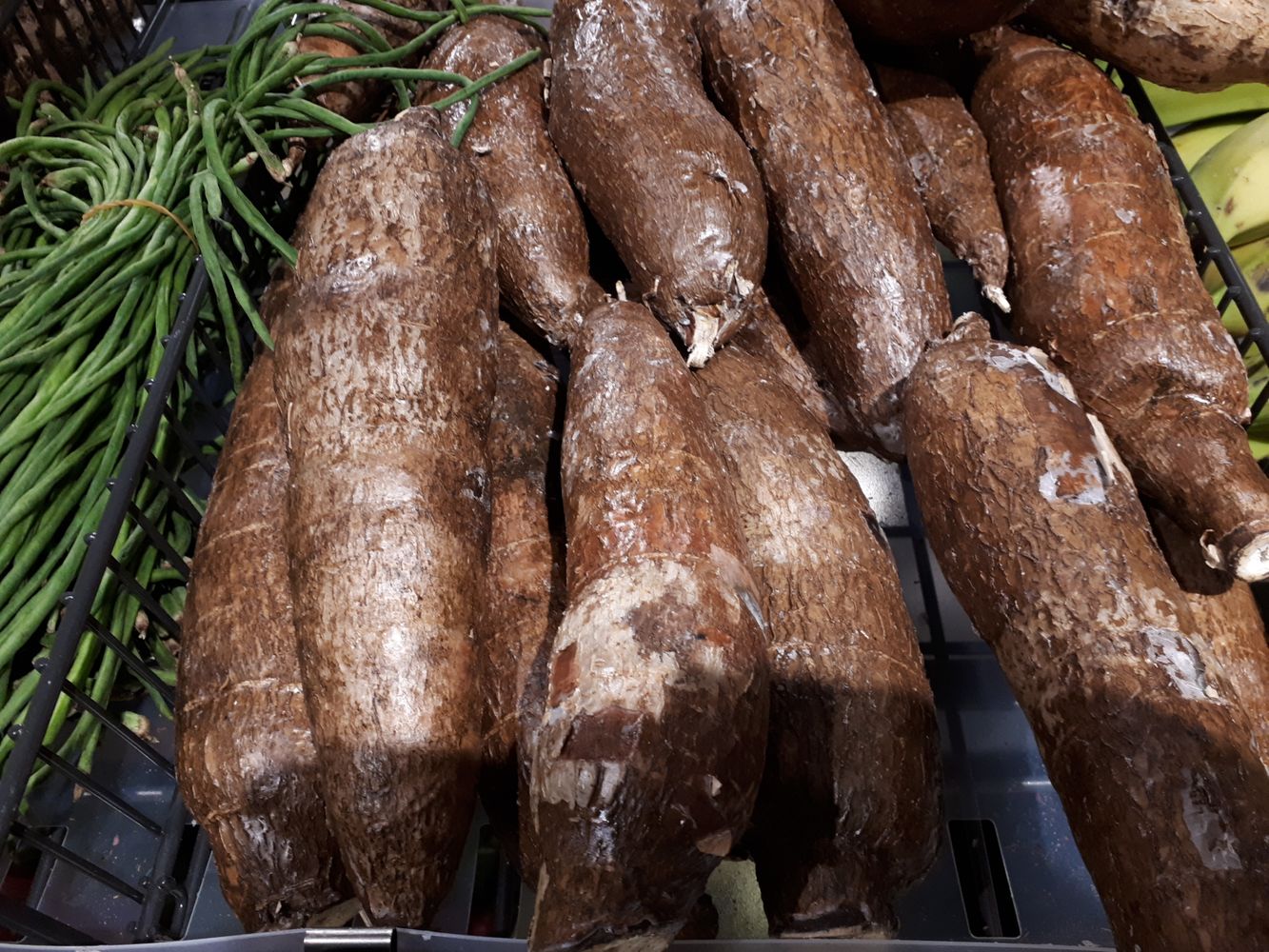 Crops image, , origin: , , Manihot esculenta - Cassave