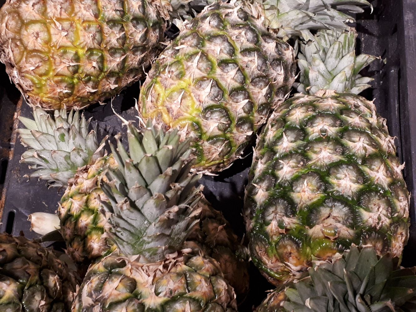 Crops image, , origin: , , Ananas comosus - Pineapple