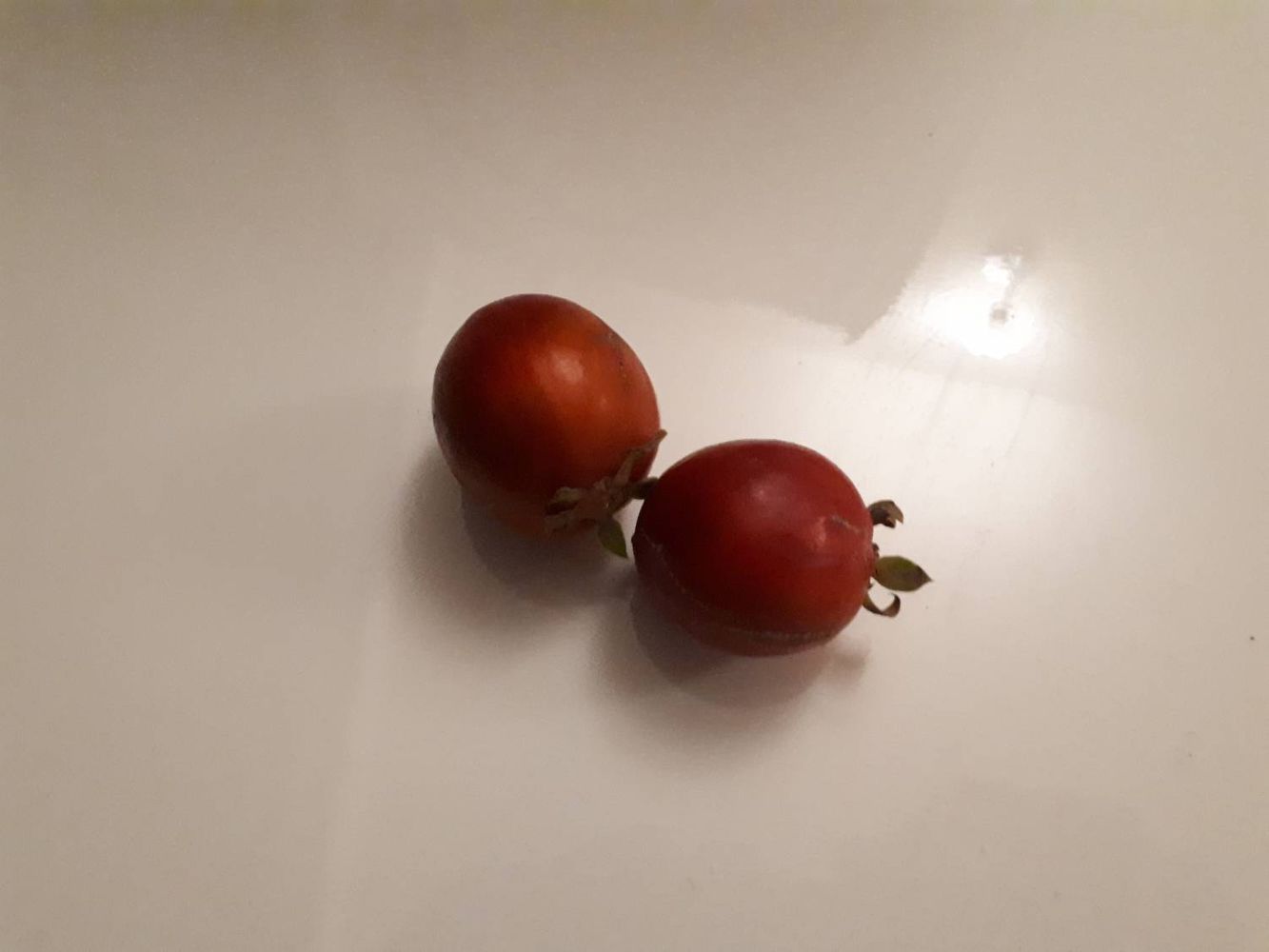 Crops image, , origin: , , Carissa edulis - Simple spined num-num