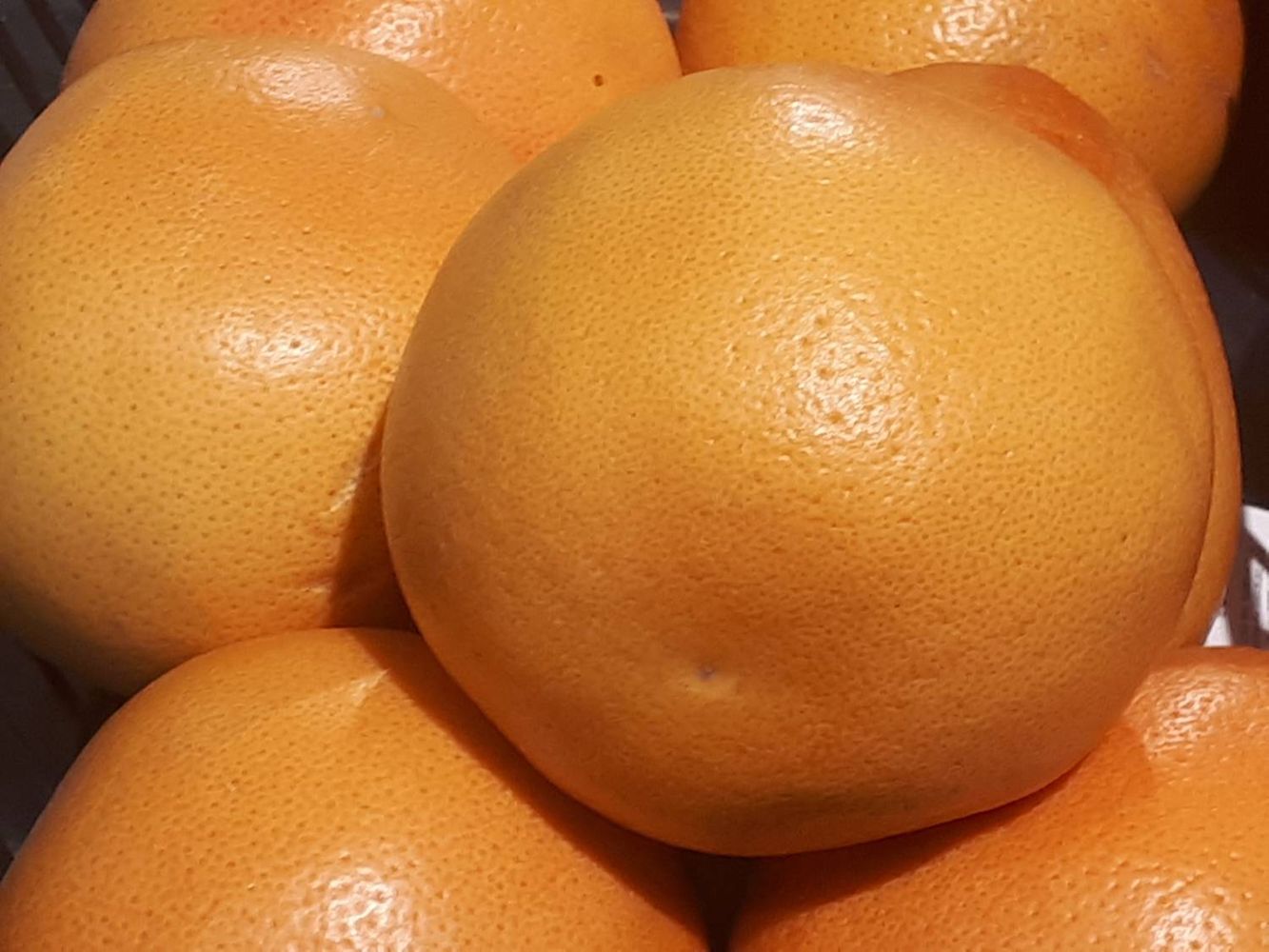 Crops image, , origin: , , Citrus maxima - Pummelo tree