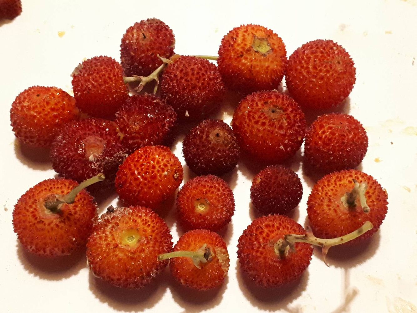 Crops image, , origin: , , Arbutus unedo - Cane apples