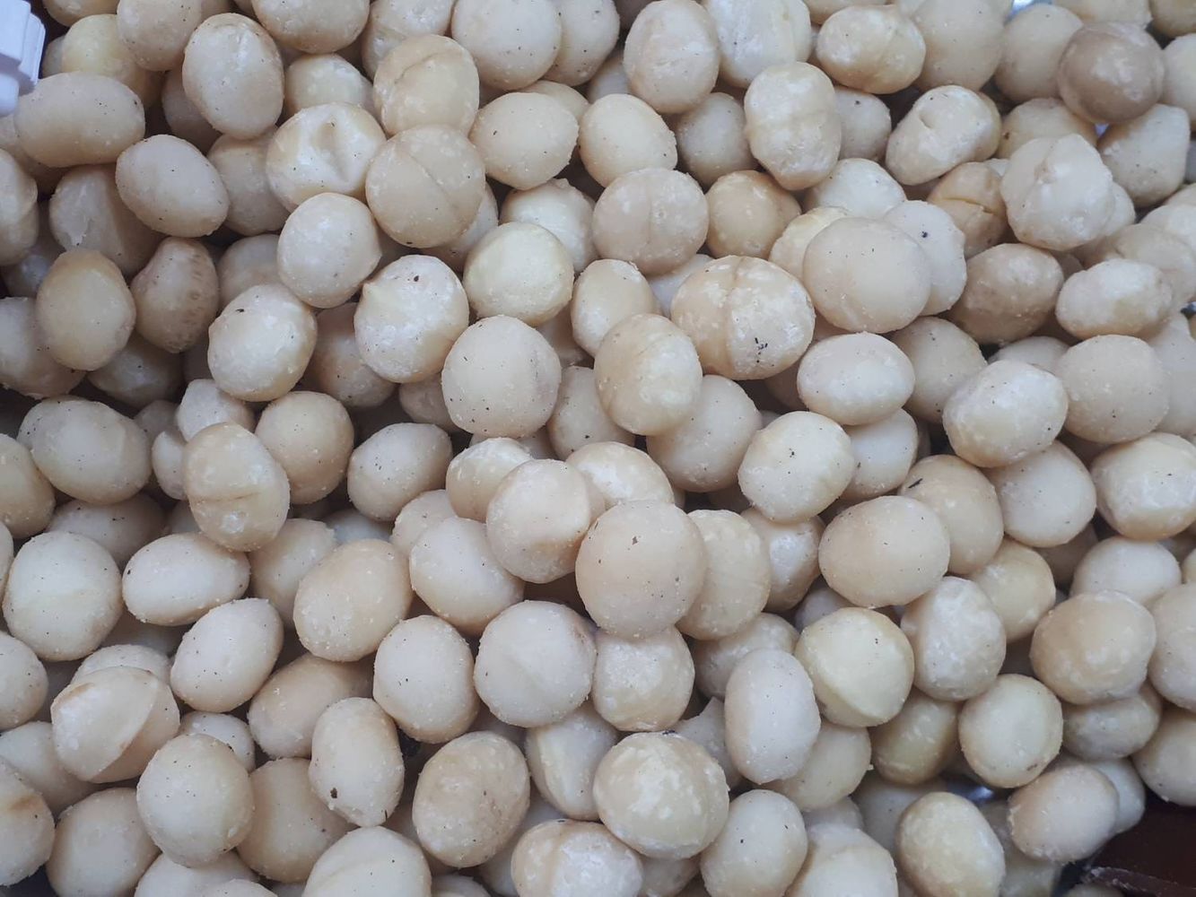 Crops image, , origin: Israel, 2019-05-12, Macadamia integrifolia - Smooth macadamia