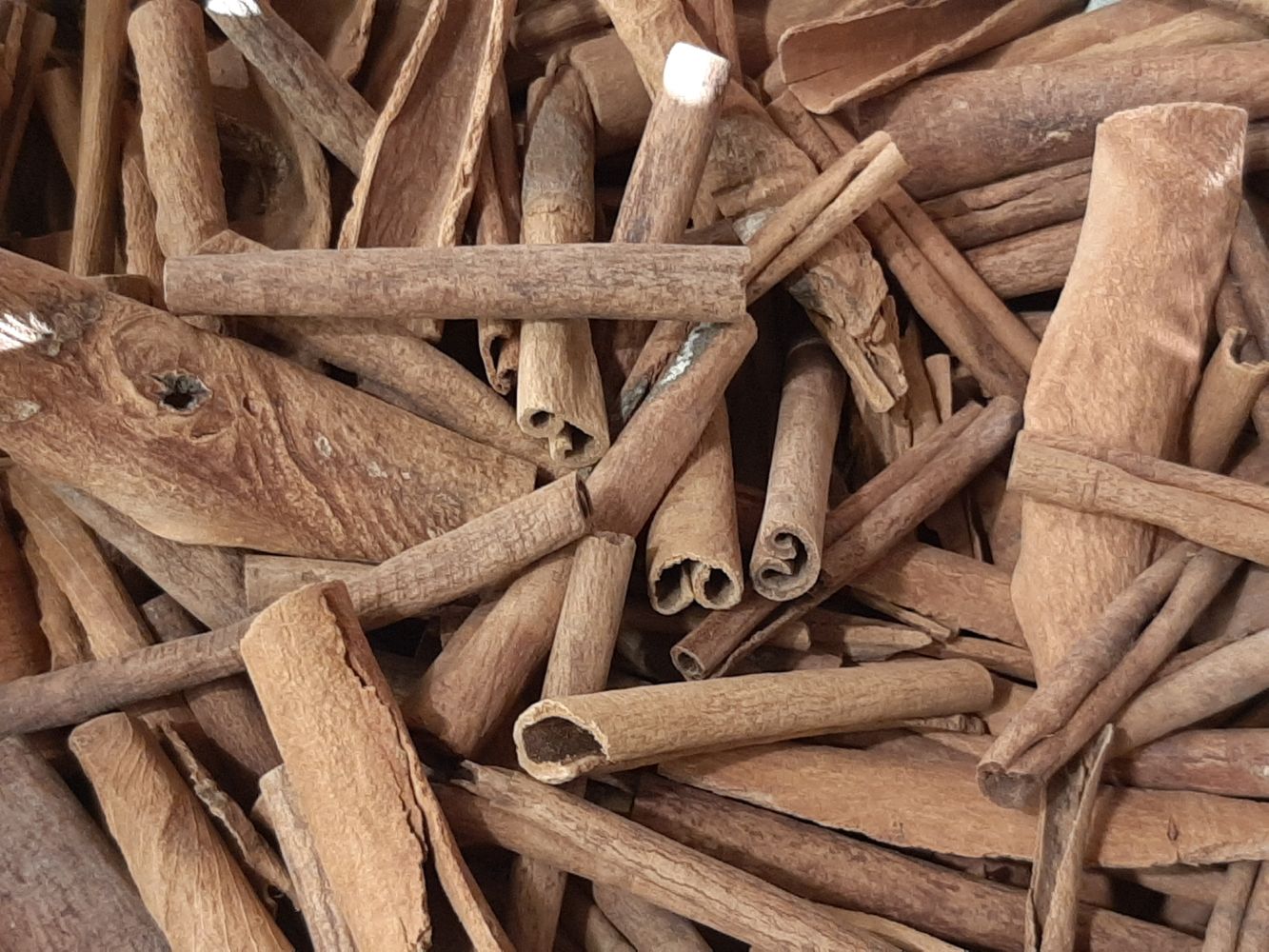 Crops image, Maarten Rozendale, origin: , 2019-12-29, Cinnamomum verum - Cinnamon tree