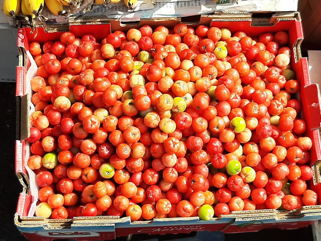 Crops image, Maarten Rozendale, origin: Vietnam, 2020-01-25, Muntingia calabura - Kattilanthi