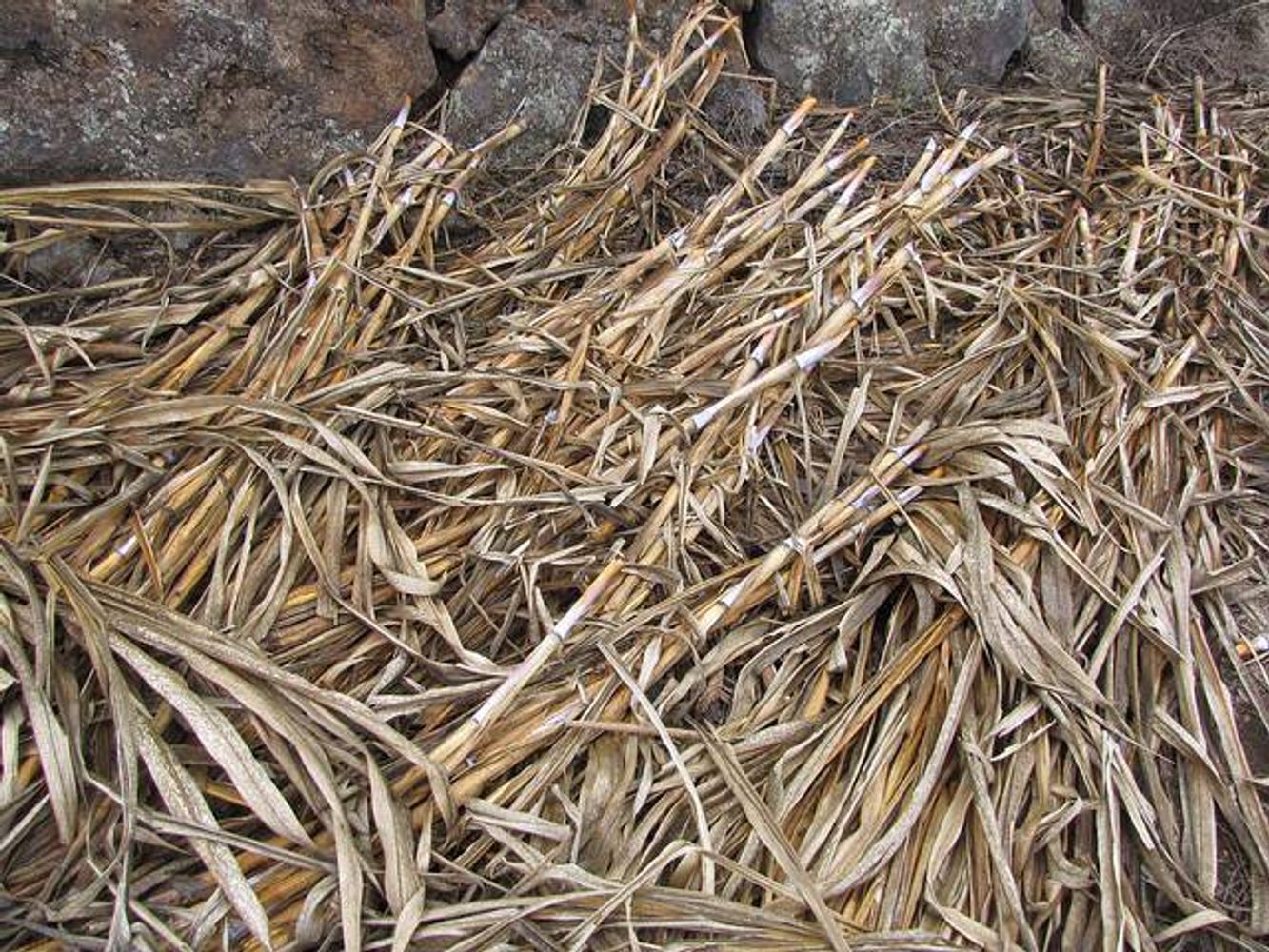 Crops image, , origin: Africa, 2012-06-19, Pennisetum purpureum - Napier grass