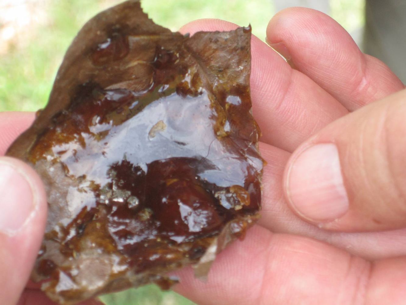 Crops image, Test Name, origin: Belize, 2019-11-14, Bursera simaruba - Gumbo-limbo