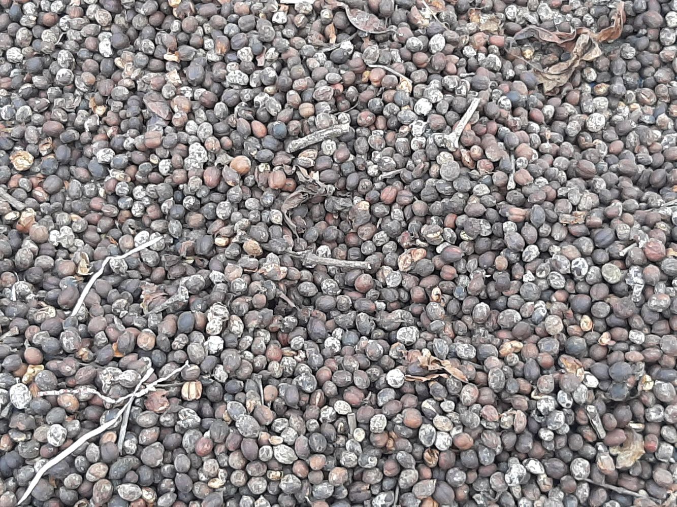Crops image, Maarten Rozendale, origin: Vietnam, 2020-04-17, Coffea canephora - Robusta coffee