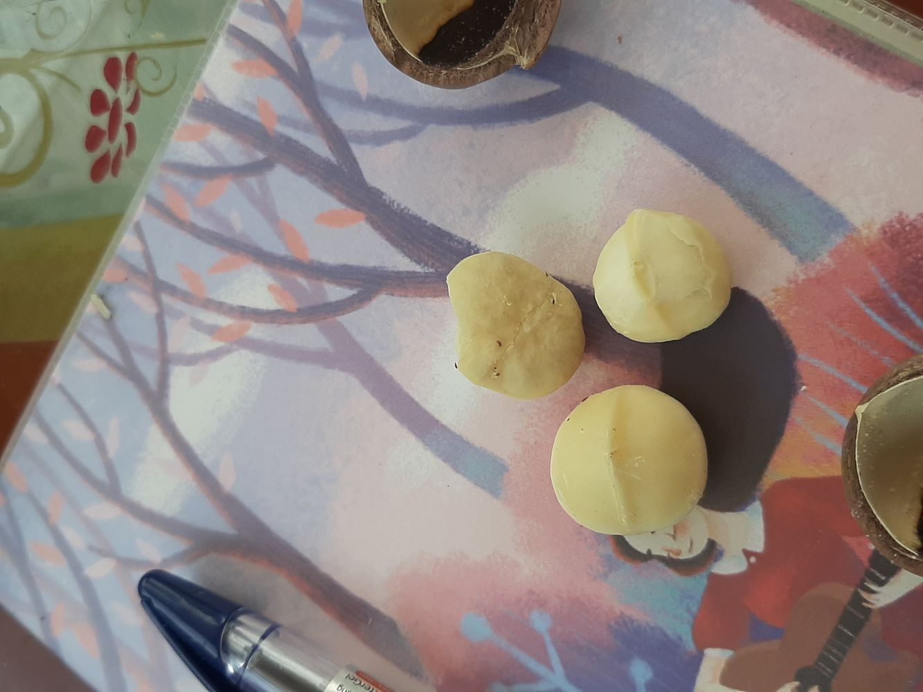Crops image, Maarten Rozendale, origin: Vietnam, 2020-04-17, Macadamia integrifolia - Smooth macadamia