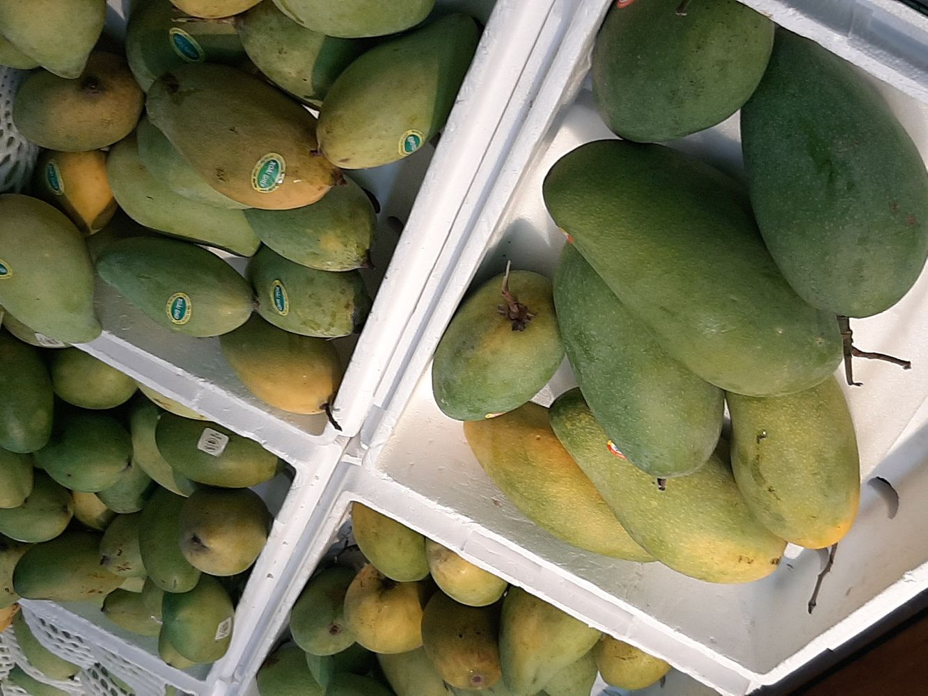 Crops image, Maarten Rozendale, origin: Vietnam, 2020-04-17, Mangifera indica - Mango tree
