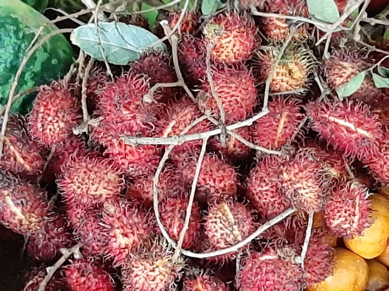Crops image, Maarten Rozendale, origin: Vietnam, 2020-02-05, Nephelium lappaceum - Rambutan tree
