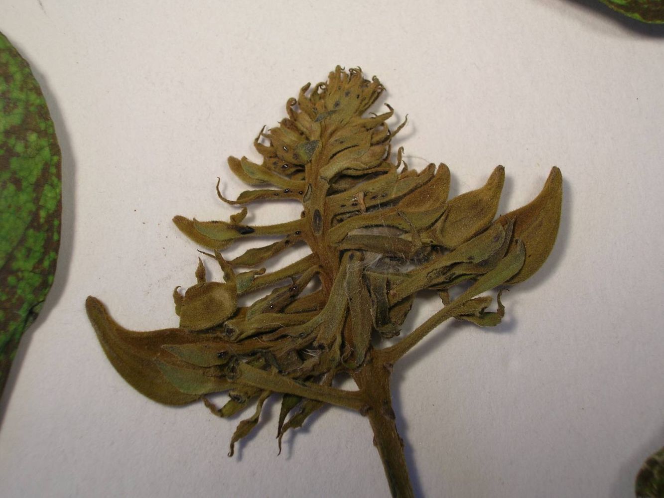 Crops image, Maarten Rozendale, origin: Hawaii, 2019-11-15, Spathodea campanulata - Nandi flame