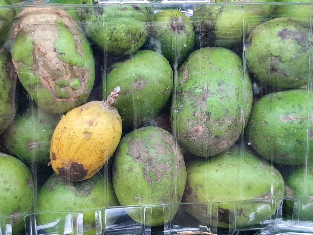 Crops image, Maarten Rozendale, origin: Vietnam, 2020-04-17, Spondias mombin - Yellow mombin plum