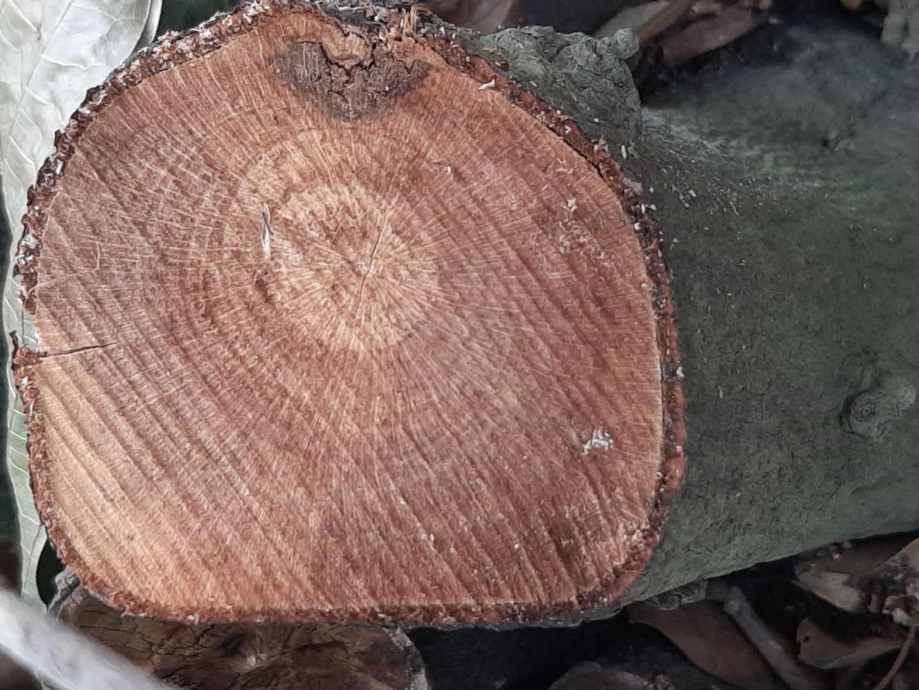 Crops image, Maarten Rozendale, origin: Vietnam, 2020-04-17, Theobroma cocoa - Cocoa tree