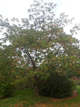 seedling or cultivar source of Albizia julibrissin - Pink silk tree