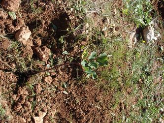 Jerusalem, Israel, 2010-01-29