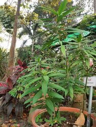 Saigon, Vietnam, 2020-03-17