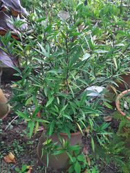 Saigon, Vietnam, 2020-03-17