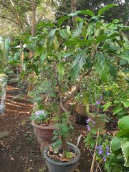 Saigon, Vietnam, 2020-03-17