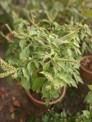 Saigon, Vietnam, 2020-03-17