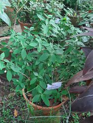 Saigon, Vietnam, 2020-03-17