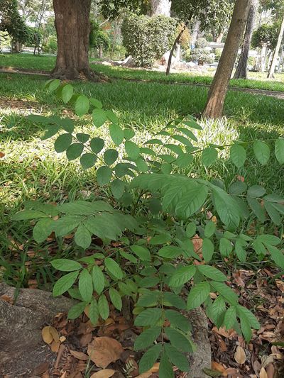 Naturally sprout Spathodea seedling
