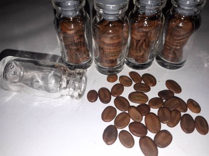 Albizia julibrissin seeds from Belmonte, Uitwellingerga