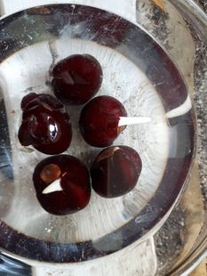 Aesculus glabra seeds, Sneek