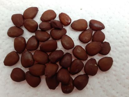 Carob seeds C. siliqua 0180 from Yafo, IL, Tel Aviv-Yafo