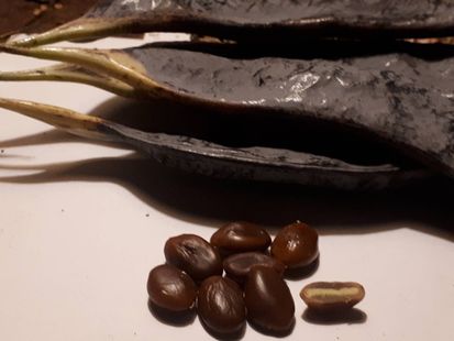 Kentucky seed test, 