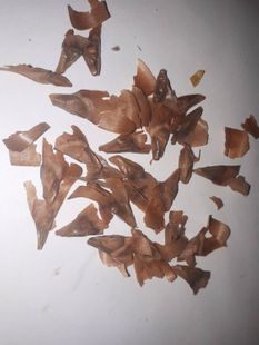 Lijiang pine seeds, 