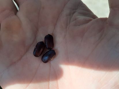 3 Albizia saman seeds, 