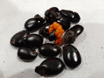 Antheroporum glaucum seeds, 