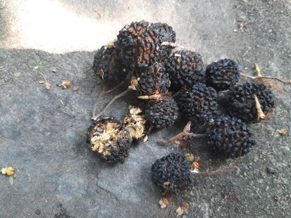 Guazuma ulmifolia seeds, 