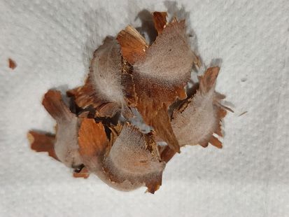 Mentalun seeds, Thành ph? V?ng Tàu